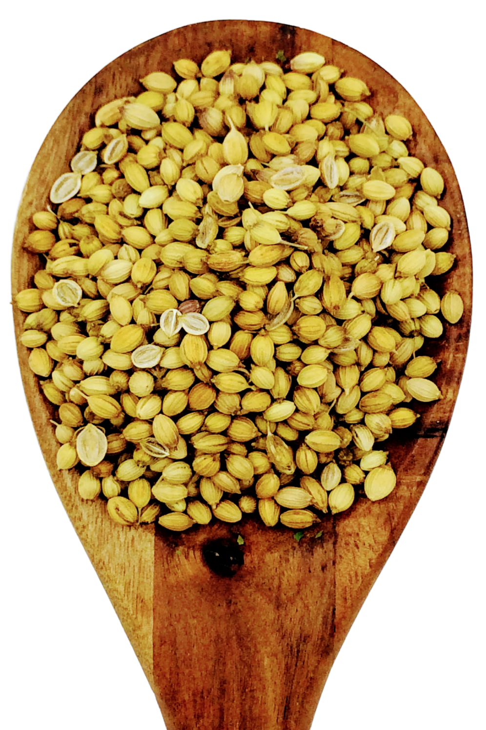 Coriander Seeds from Spice & Dipity, a premium seasoning and spice product for flavour-packed home cooking.