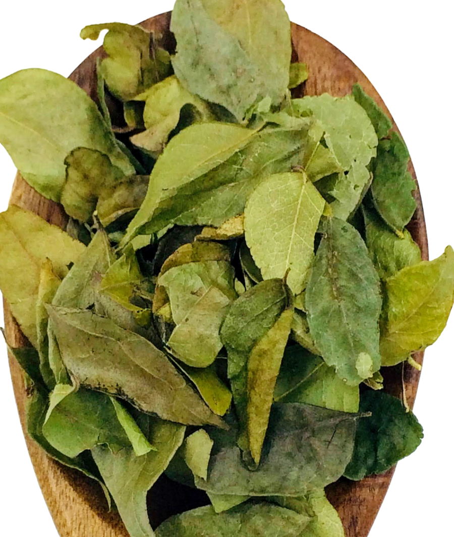 Curry Leaves