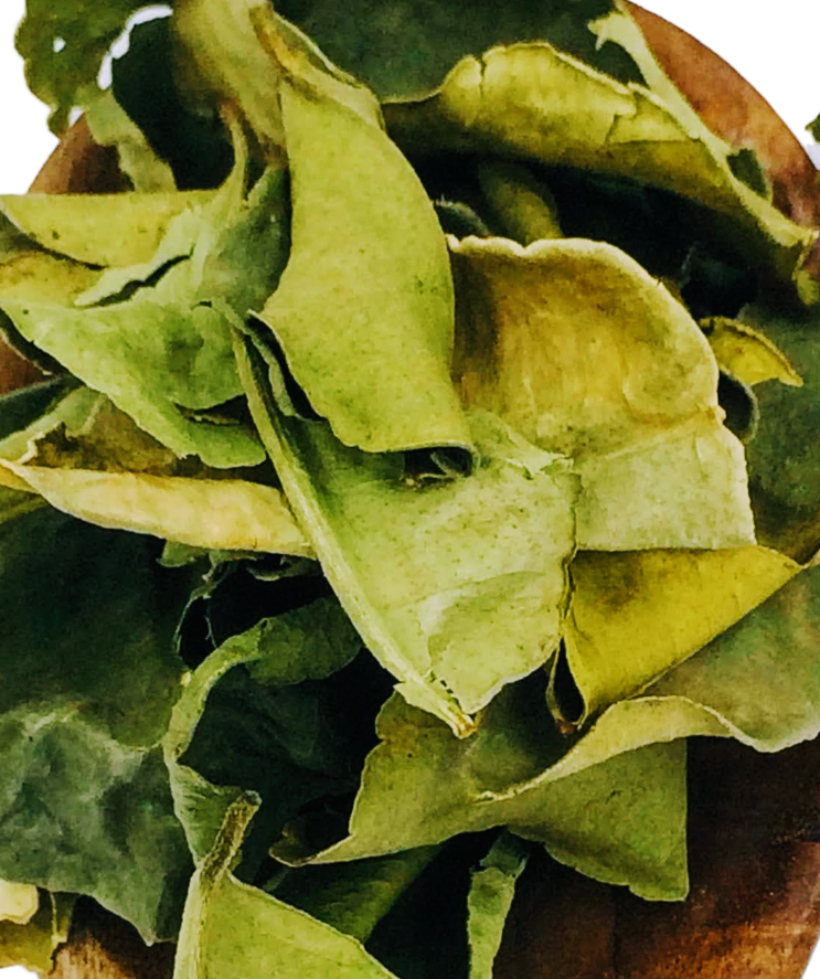 Kaffir Lime Leaves